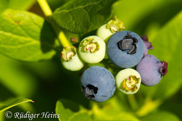 Vaccinium corymbosum, Amerikanische Heidelbeere