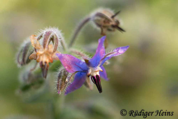 Borretsch (Borago officinalis), 21.11.2021 - Rokkor 50mm f/1.7