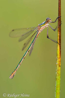 Lestes sponsa (Gemeine Binsenjungfer) Weibchen, 29.6.2008
