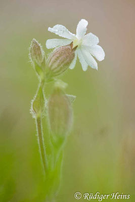 Silene latifolia (Weiße Lichtnelke), 18.7.2024