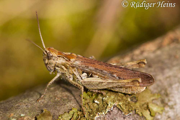 Chorthippus brunneus (Brauner Grashüpfer) Weibchen, 11.9.2017