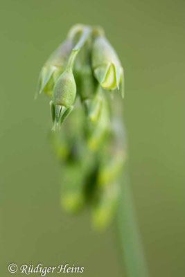 Lathyrus latifolius (Breitblättrige Platterbse), 4.8.2023