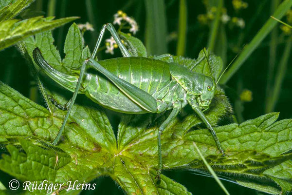 Polysarcus denticauda (Wanstschrecke) Weibchen