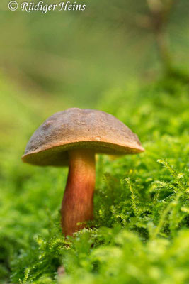 Xerocomellus chrysenteron (Gemeiner Rotfußröhrling), 16.10.2019