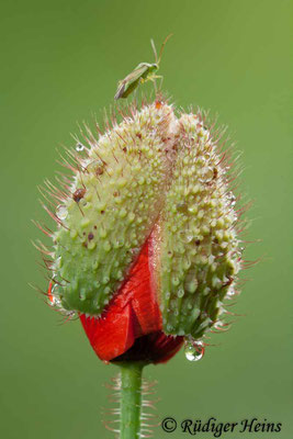 Papaver rhoeas (Klatschmohn), 24.6.2007