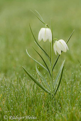 Fritillaria meleagris (Schachblume), 26.4.2015