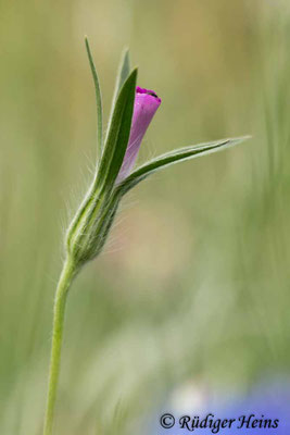 Agrostemma githago, Kornrade