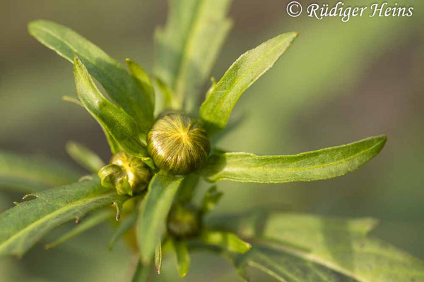 Bidens cernua (Nickender Zweizahn)