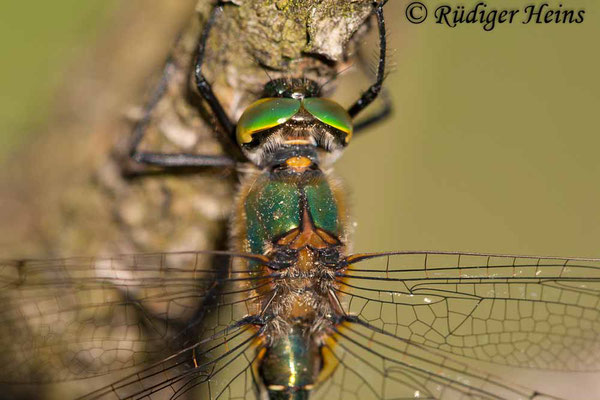 Cordulia aenea (Falkenlibelle) Männchen, 12.5.2009