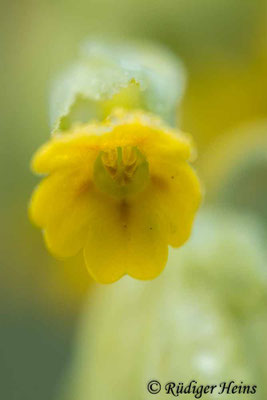Primula veris (Echte Schlüsselblume)