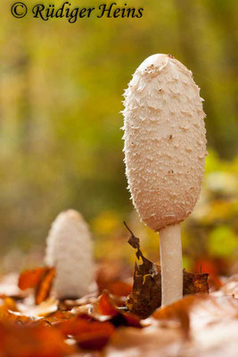 Coprinus comatus (Schopf-Tintling), 30.10.2016