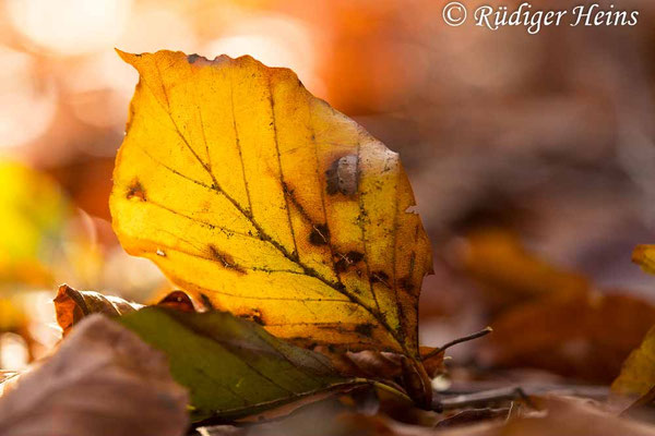 Fagus sylvatica, Rotbuche