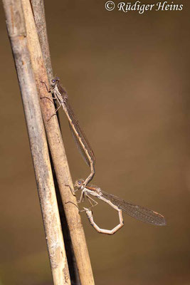 Sympecma fusca (Gemeine Winterlibelle) Tandem, 23.4.2020