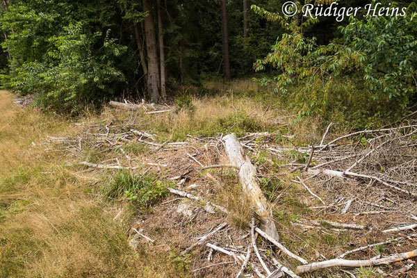 Choerades marginata (Gemeine Mordfliege) Habitat, 14.8.2021