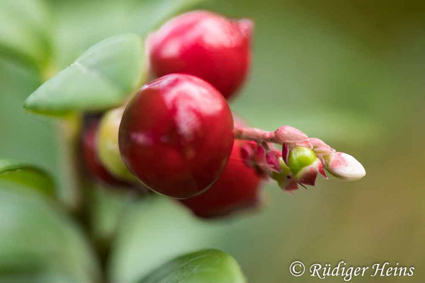 Preiselbeere (Vaccinium vitis-idaea) Beere, 28.9.2022 - Makroobjektiv 100mm f/2.8