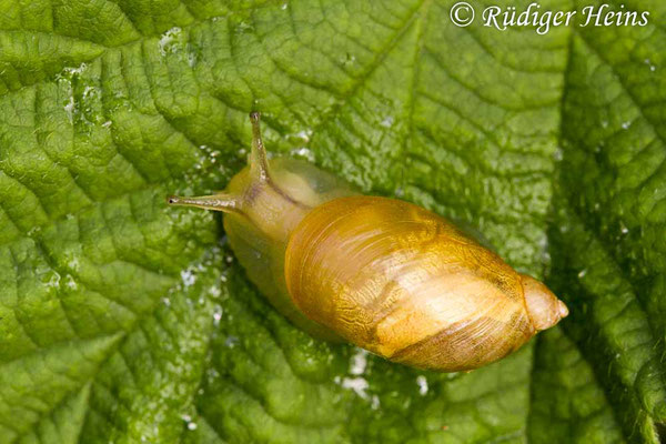 Succinea putris (Gemeine Bernsteinschnecke), 15.8.2018