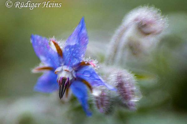 Borretsch (Borago officinalis), 13.11.2021 - Lensbaby Sweet 35mm f/2
