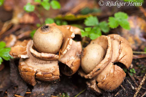 Geastrum triplex (Halskrausen-Erdstern), 19.10.2015