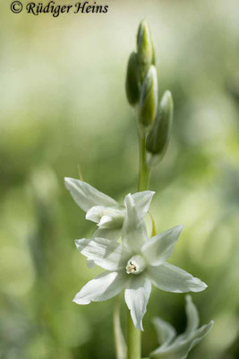 Ornithogalum nutans (Nickender Milchstern)