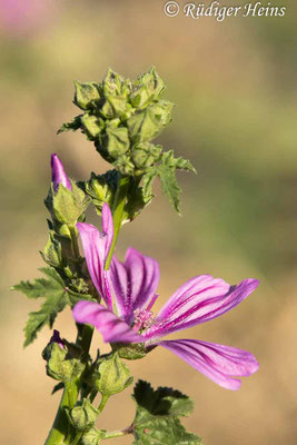 Malva sylvestris (Wilde Malve), 24.5.2024