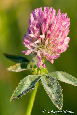 Trifolium pratense (Wiesenklee)