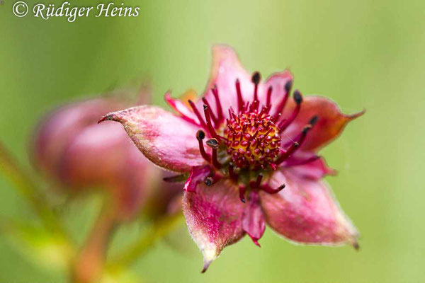 Potentilla palustris (Sumpf-Blutauge), 28.6.2015