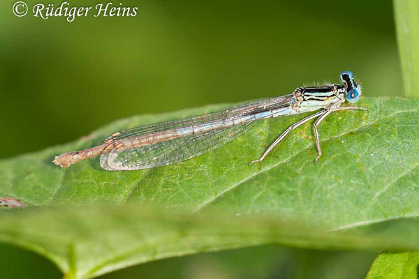 Platycnemis pennipes (Blaue Federlibelle) Weibchen, 19.8.2007
