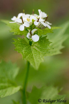 Alliaria petiolata (Knoblauchsrauke), 26.4.2019