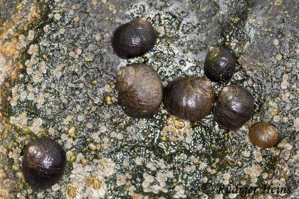 Littorina littorea (Große Strandschnecke), 15.7.2008