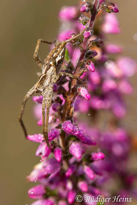 Pisaura mirabilis (Listspinne)