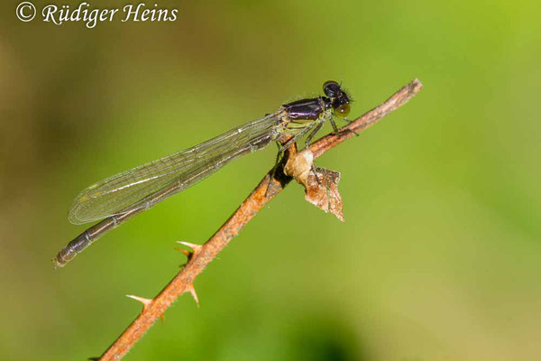 Erythromma najas (Großes Granatauge) junges Männchen, 7.5.2018