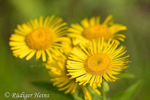 Inula britannica (Wiesen-Alant), 20.8.2024