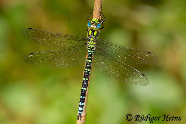 Aeshna cyanea (Blaugrüne Mosaikjungfer) Männchen, 9.9.2012