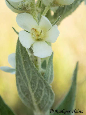 Verbascum lychnitis (Mehlige Königskerze), 28.7.2021