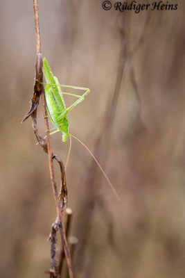 Phaneroptera falcata (Gemeine Sichelschrecke) Weibchen