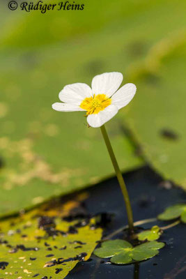 Ranunculus aquatilis (Gewöhnlicher Wasserhahnenfuß), 17.6.2020