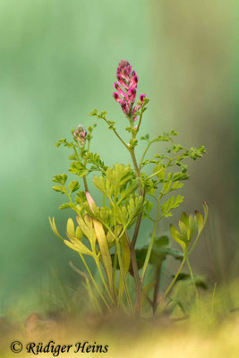 Fumaria officinalis, Gewöhnlicher Erdrauch