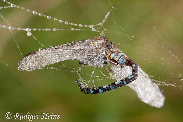 Aeshna mixta, Herbst-Mosaikjungfer, Männchen im Spinnennetz
