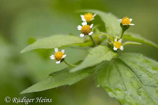 Galinsoga parviflora (Kleinblütiges Franzosenkraut)