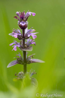 Ajuga reptans (Kriechender Günsel), 29.5.2025