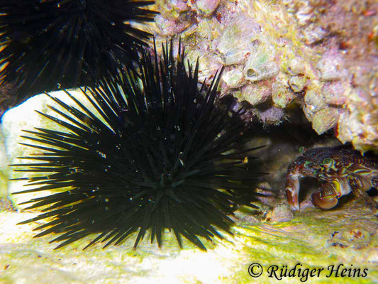 Arbacia lixula (Schwarzer Seeigel), 11.10.2013