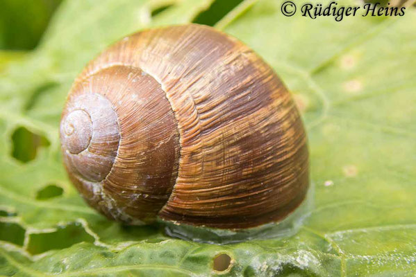 Helix pomatia (Weinbergschnecke), 19.8.2021