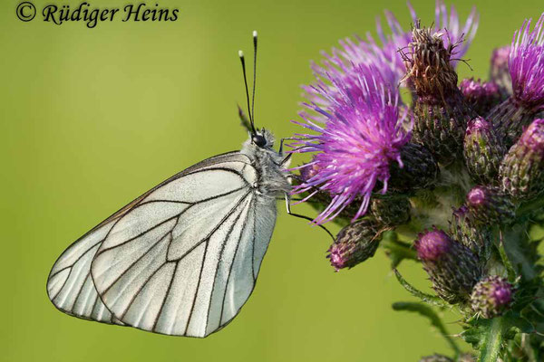 Aporia crataegi (Baum-Weißling), 13.6.2010