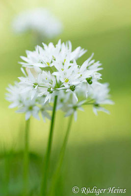 Allium ursinum (Bärlauch), 13.5.2018
