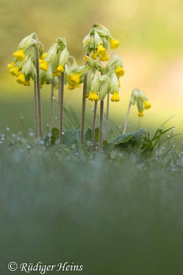 Primula veris (Echte Schlüsselblume), 17.4.2024