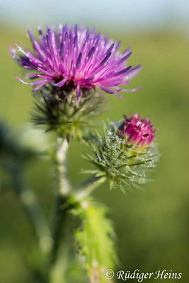 Carduus crispus (Krause Ringdistel), 19.8.2025