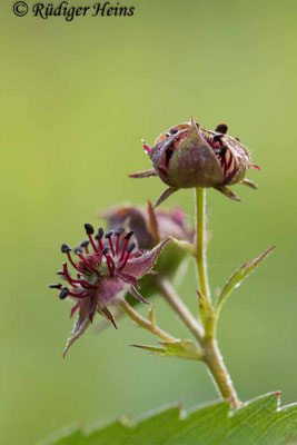 Comarum palustre (Sumpf-Blutauge)