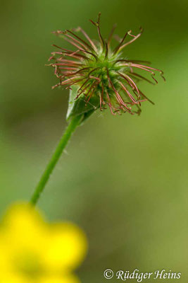 Geum urbanum (Echte Nelkenwurz)