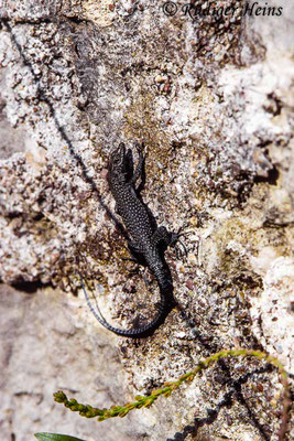 Dalmatolacerta oxycephala (Dalmatinische Spitzkopfeidechse), 20.10.1989 (Scan vom Dia)