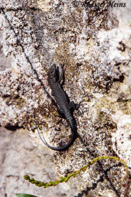 Dalmatolacerta oxycephala (Dalmatinische Spitzkopfeidechse)